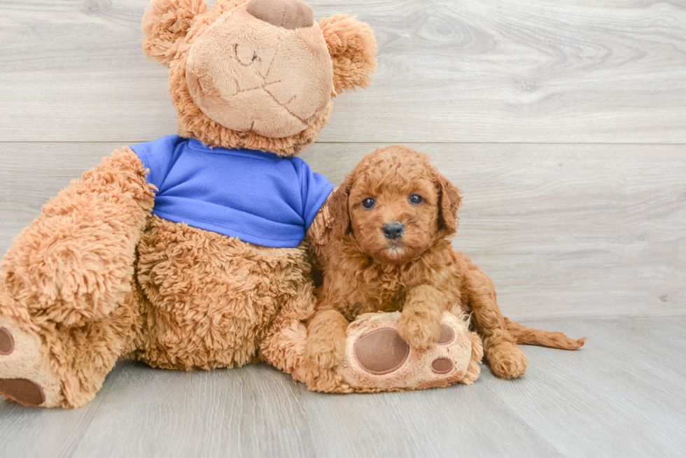 Adorable Golden Retriever Poodle Mix Poodle Mix Puppy