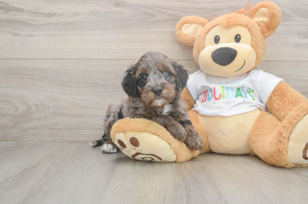 5 week old Mini Goldendoodle Puppy For Sale - Puppy Love PR