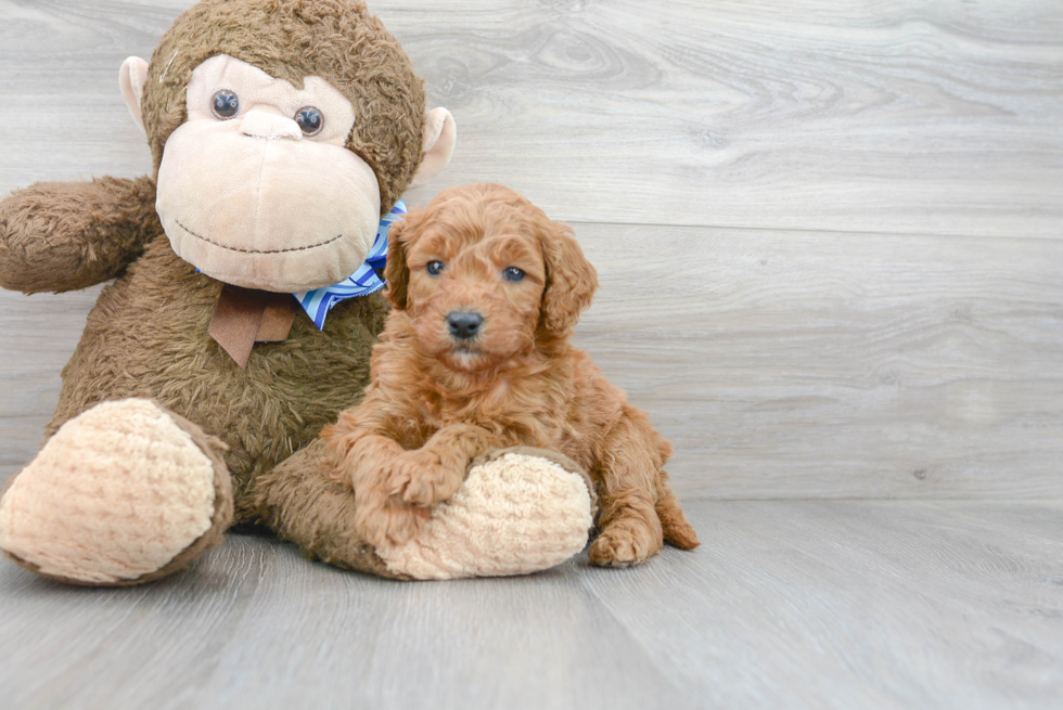 Cute Mini Goldendoodle Poodle Mix Pup
