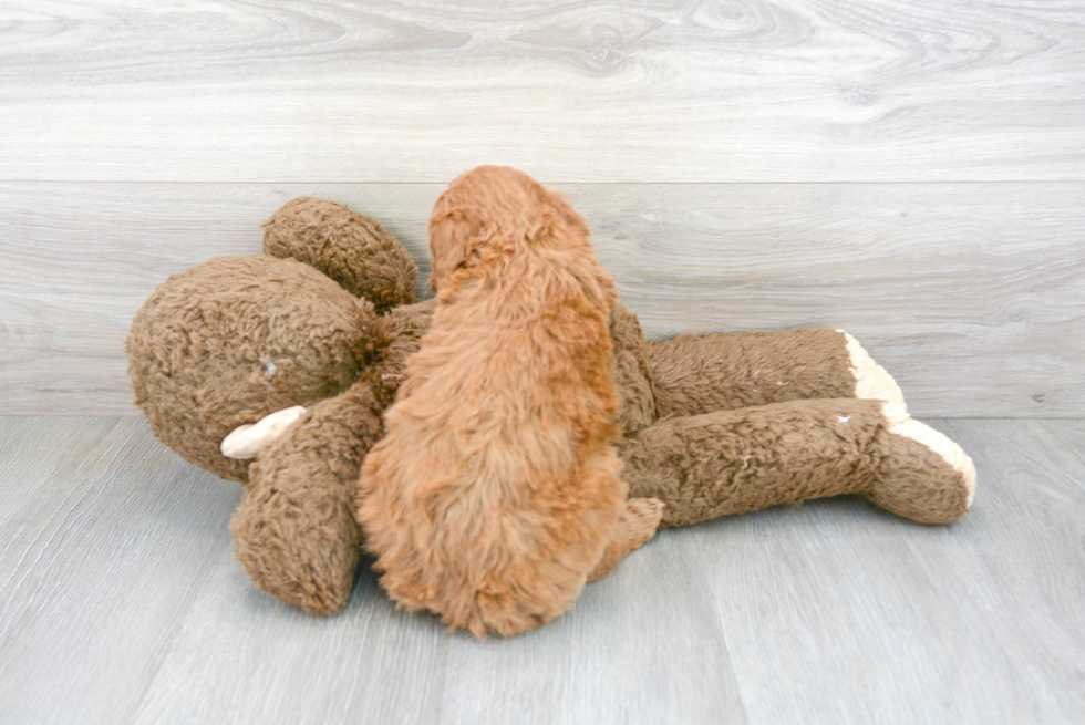 Cute Mini Goldendoodle Poodle Mix Pup