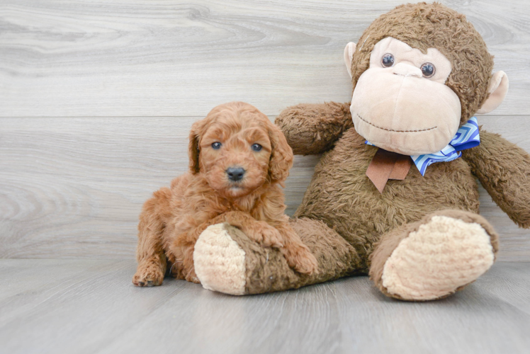 Mini Goldendoodle Pup Being Cute