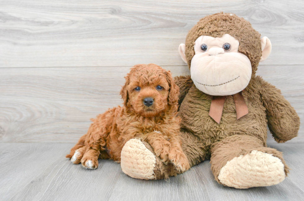 5 week old Mini Goldendoodle Puppy For Sale - Puppy Love PR