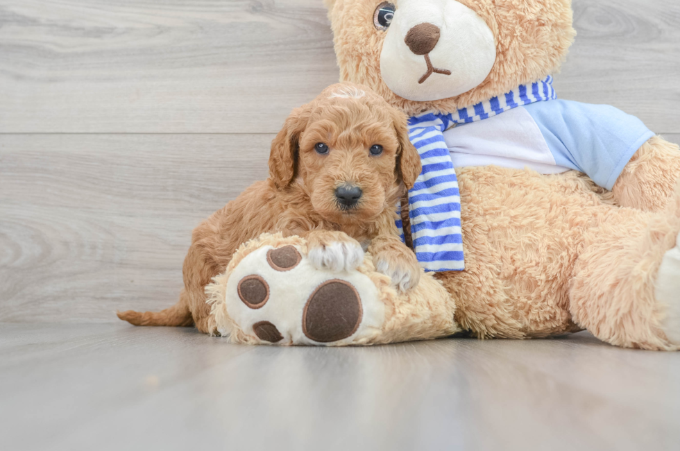 5 week old Mini Goldendoodle Puppy For Sale - Puppy Love PR