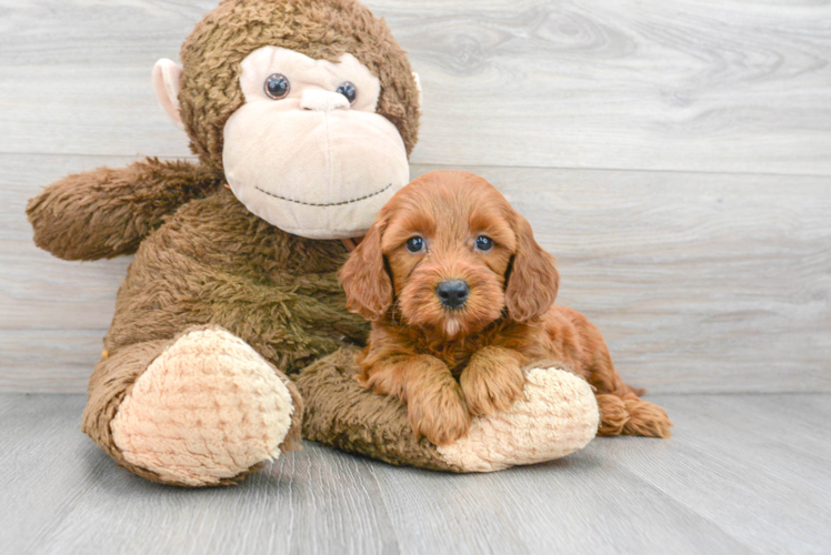 Energetic Golden Retriever Poodle Mix Puppy