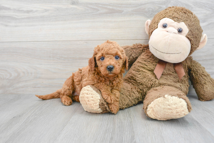 Meet Autumn - our Mini Goldendoodle Puppy Photo 1/3 - Puppy Love PR Best Mini Goldendoodle Baby