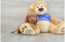 Playful Golden Retriever Poodle Mix Puppy