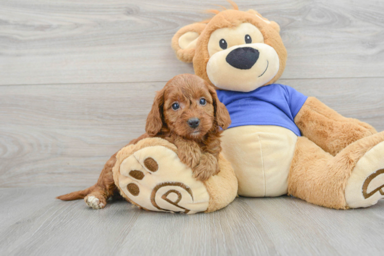 Meet Autumn - our Mini Goldendoodle Puppy Photo 1/3 - Puppy Love PR Playful Golden Retriever Poodle Mix Puppy