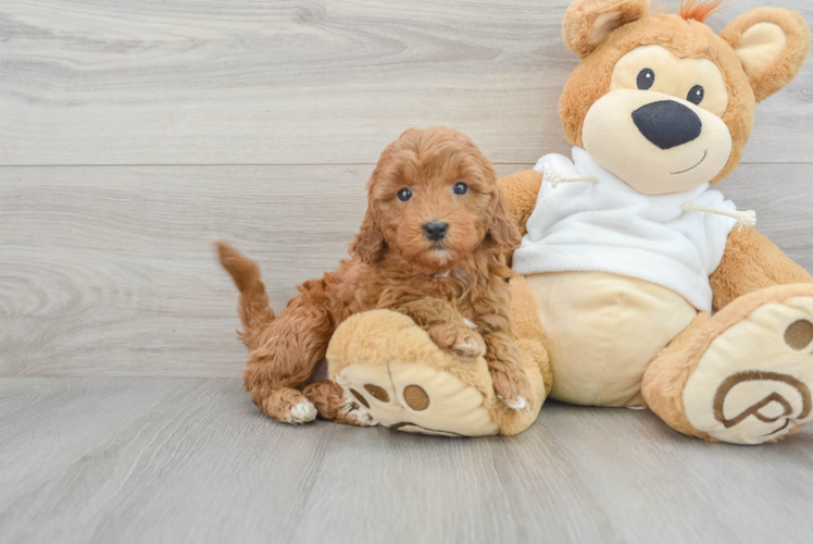 Meet Autumn - our Mini Goldendoodle Puppy Photo 1/3 - Puppy Love PR Sweet Mini Goldendoodle Baby