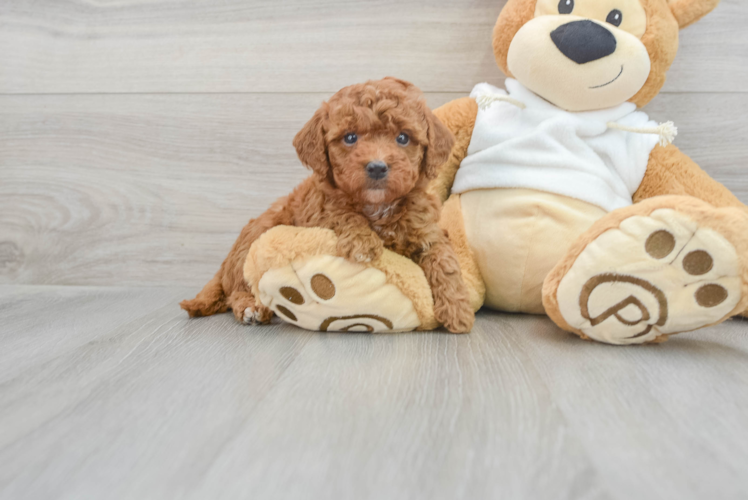 Meet Autumn - our Mini Goldendoodle Puppy Photo 1/3 - Puppy Love PR Mini Goldendoodle Puppy for Adoption