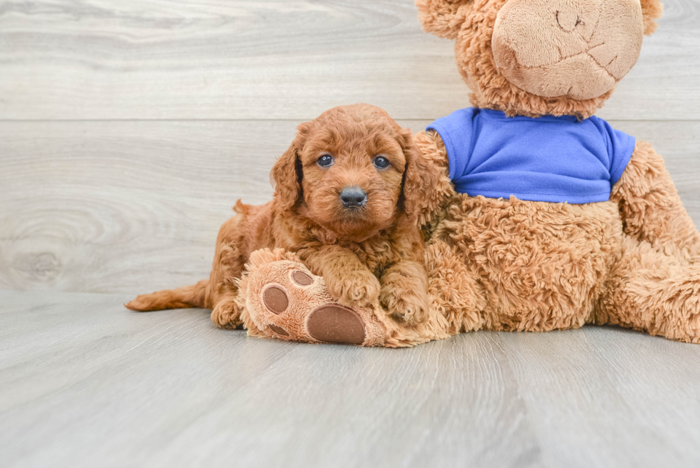 Popular Mini Goldendoodle Poodle Mix Pup