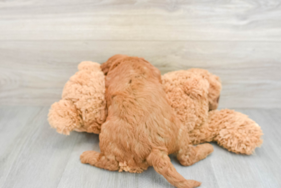 Mini Goldendoodle Pup Being Cute