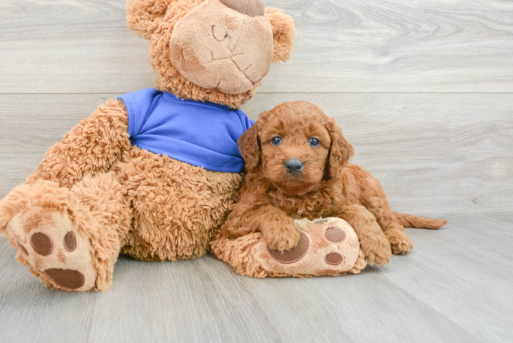 Best Mini Goldendoodle Baby