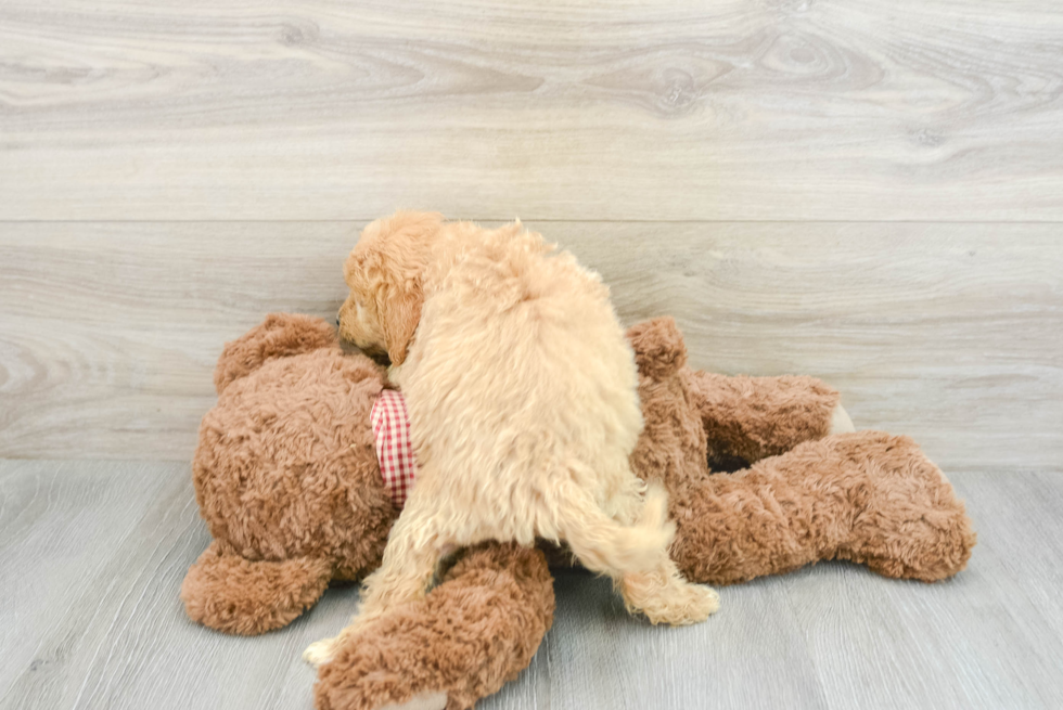 Adorable Golden Retriever Poodle Mix Poodle Mix Puppy