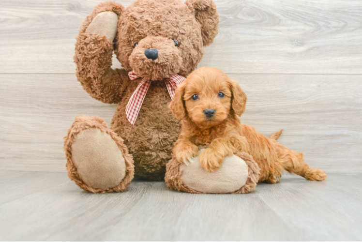 Meet Autumn - our Mini Goldendoodle Puppy Photo 1/3 - Puppy Love PR Mini Goldendoodle Puppy for Adoption