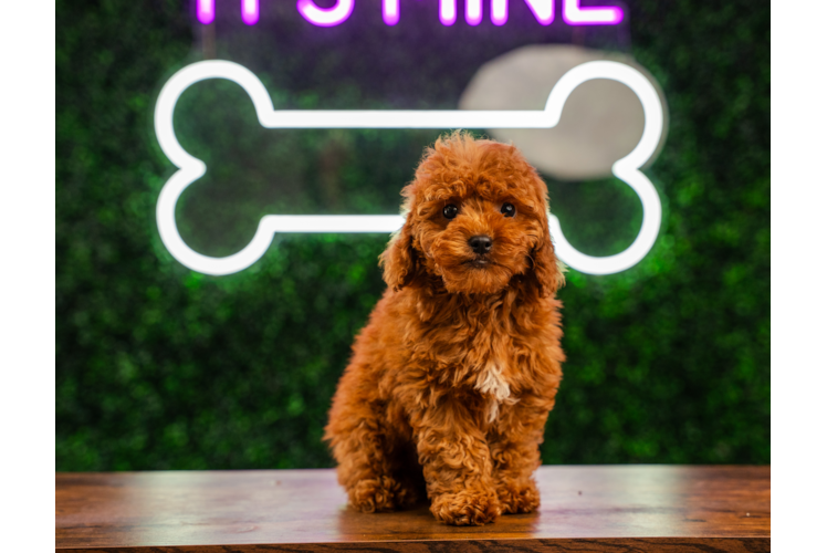Cute Golden Doodle Poodle Mix Puppy