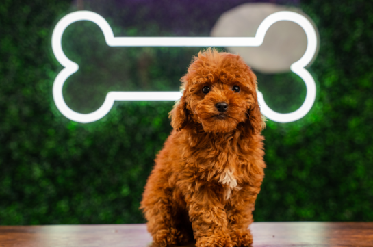 Cute Golden Doodle Poodle Mix Puppy