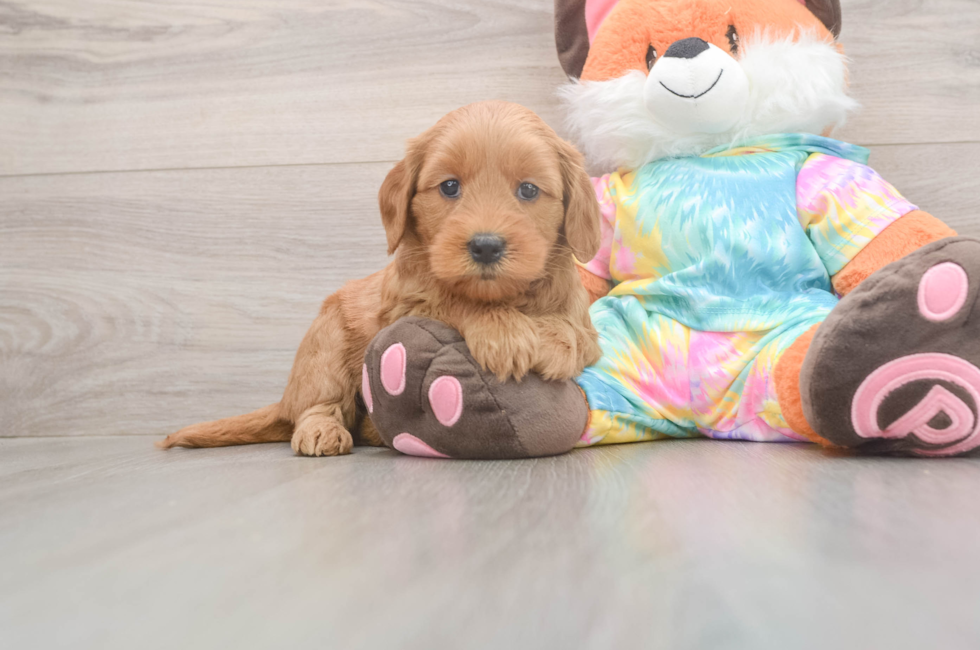 5 week old Mini Goldendoodle Puppy For Sale - Puppy Love PR