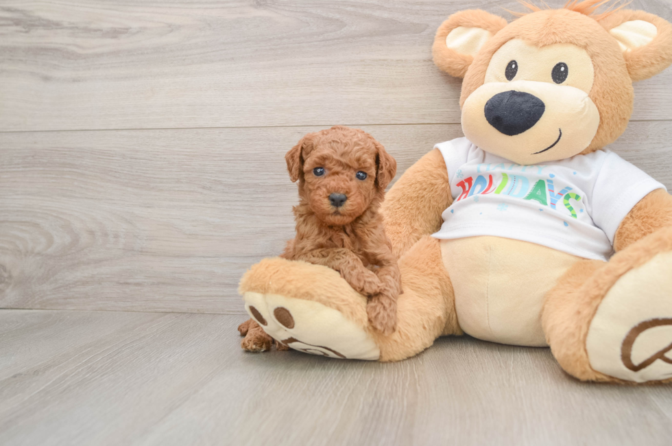 5 week old Mini Goldendoodle Puppy For Sale - Puppy Love PR
