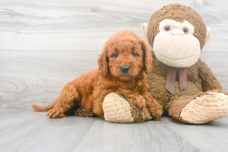 Energetic Golden Retriever Poodle Mix Puppy