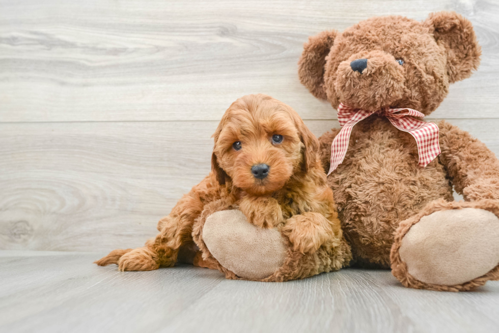 Mini Goldendoodle Puppy for Adoption