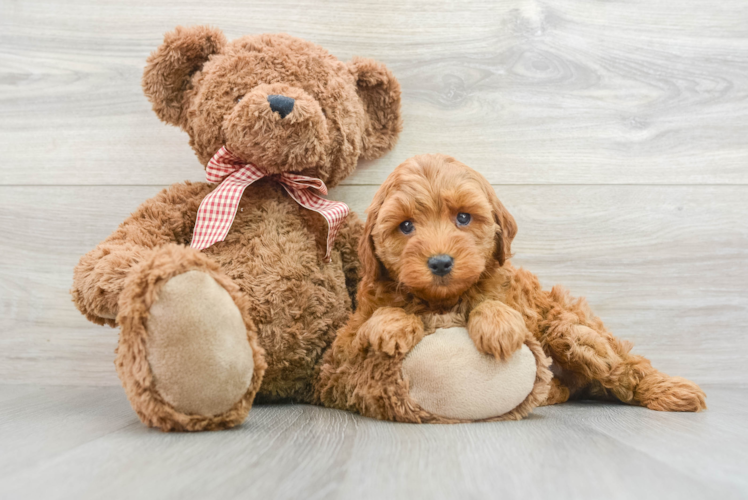 Little Mini Goldenpoo Poodle Mix Puppy