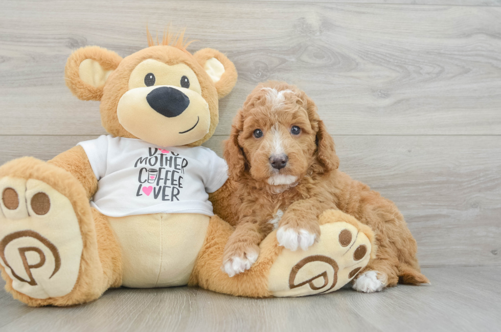 5 week old Mini Goldendoodle Puppy For Sale - Puppy Love PR