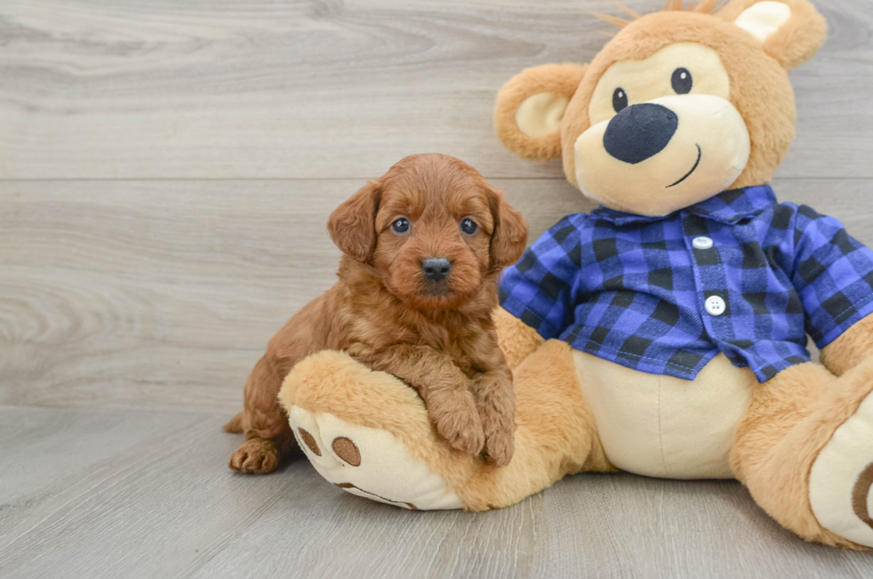 6 week old Mini Goldendoodle Puppy For Sale - Puppy Love PR