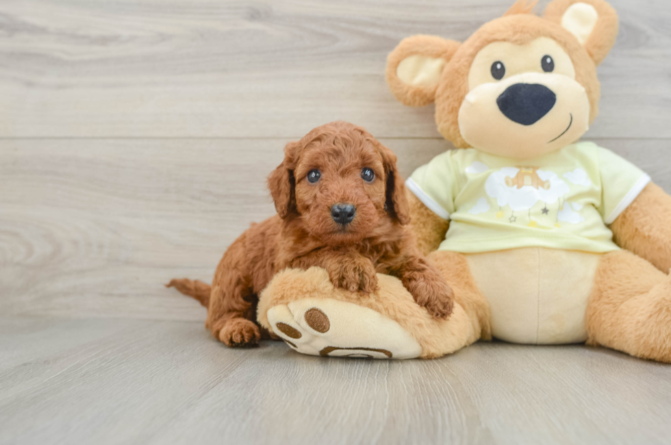 5 week old Mini Goldendoodle Puppy For Sale - Puppy Love PR