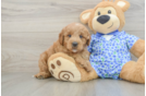 Hypoallergenic Mini Goldiepoo Poodle Mix Puppy