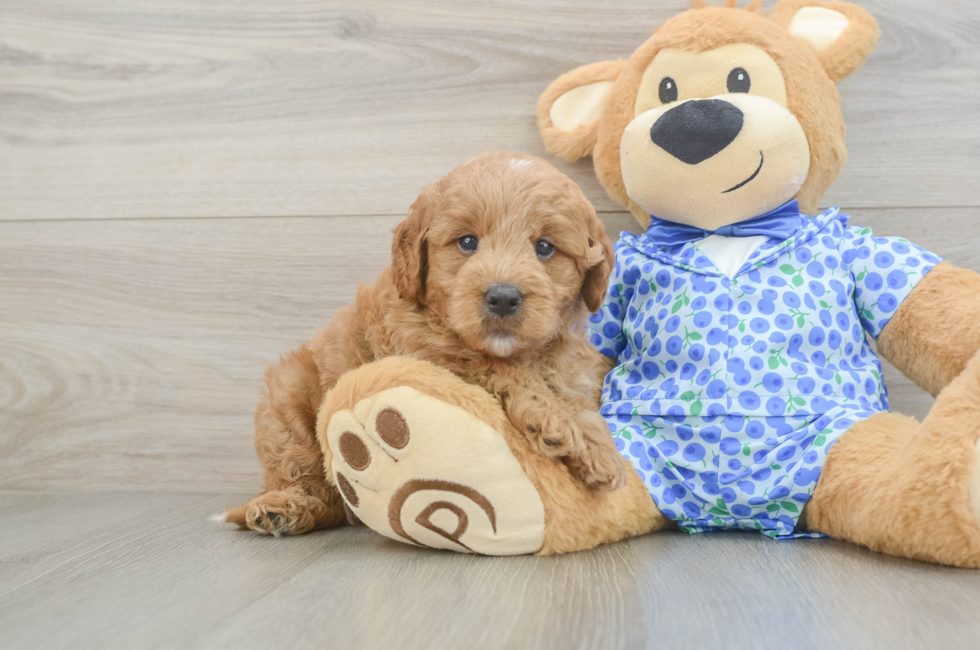 5 week old Mini Goldendoodle Puppy For Sale - Puppy Love PR