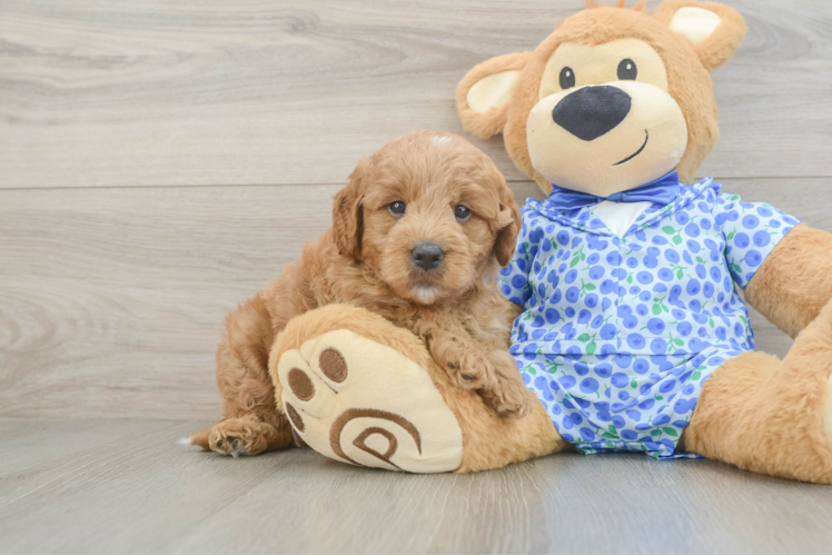 Meet Baker - our Mini Goldendoodle Puppy Photo 1/3 - Puppy Love PR Hypoallergenic Mini Goldiepoo Poodle Mix Puppy