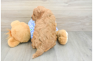 Mini Goldendoodle Puppy for Adoption
