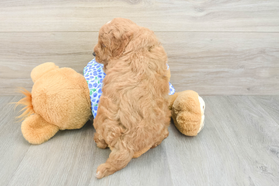 Mini Goldendoodle Puppy for Adoption