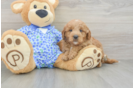 Best Mini Goldendoodle Baby