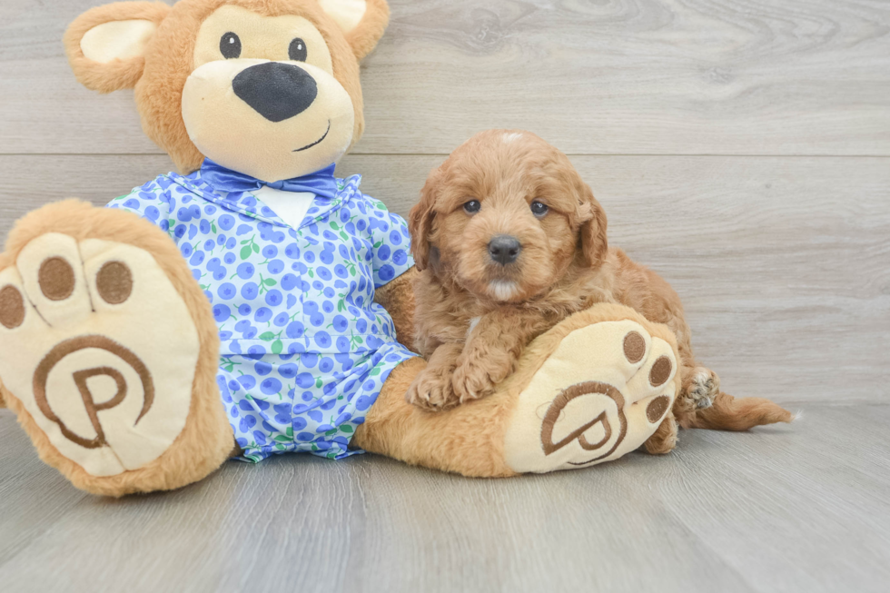 Best Mini Goldendoodle Baby