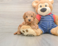 5 week old Mini Goldendoodle Puppy For Sale - Puppy Love PR