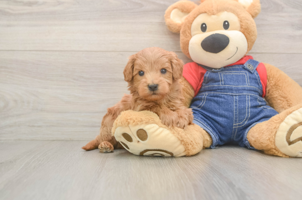 5 week old Mini Goldendoodle Puppy For Sale - Puppy Love PR