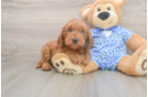 Sweet Mini Goldendoodle Baby