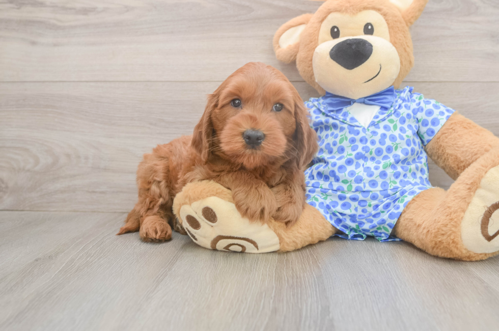 5 week old Mini Goldendoodle Puppy For Sale - Puppy Love PR