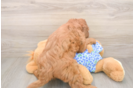 Smart Mini Goldendoodle Poodle Mix Pup