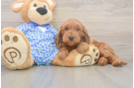 Mini Goldendoodle Pup Being Cute