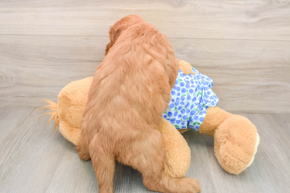 Happy Mini Goldendoodle Baby