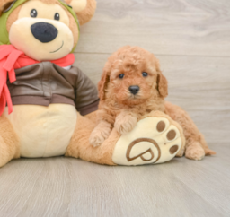 7 week old Mini Goldendoodle Puppy For Sale - Puppy Love PR