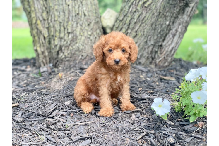 Cute Mini Goldendoodle Poodle Mix Pup