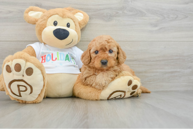 Meet Bambi - our Mini Goldendoodle Puppy Photo 1/3 - Puppy Love PR Mini Goldendoodle Pup Being Cute