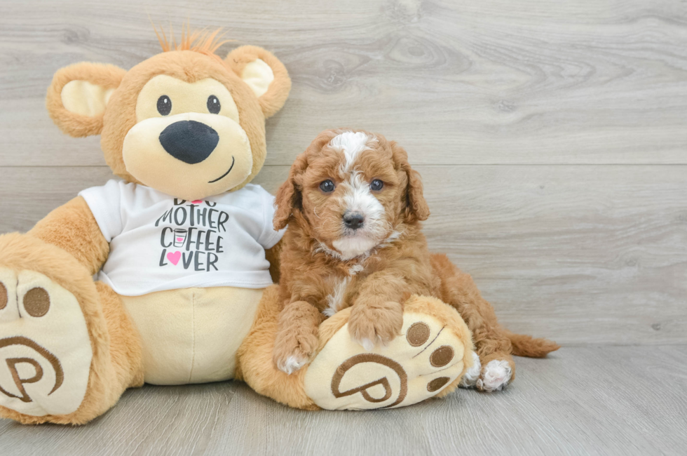 5 week old Mini Goldendoodle Puppy For Sale - Puppy Love PR