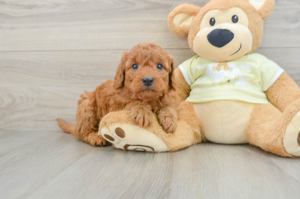 5 week old Mini Goldendoodle Puppy For Sale - Puppy Love PR