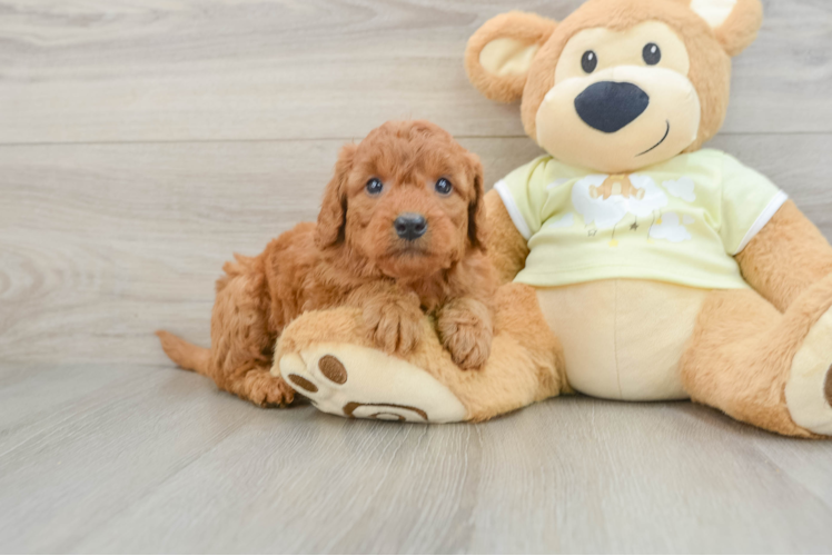 Meet Bambi - our Mini Goldendoodle Puppy Photo 1/3 - Puppy Love PR Mini Goldendoodle Pup Being Cute