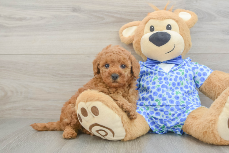 Popular Mini Goldendoodle Poodle Mix Pup