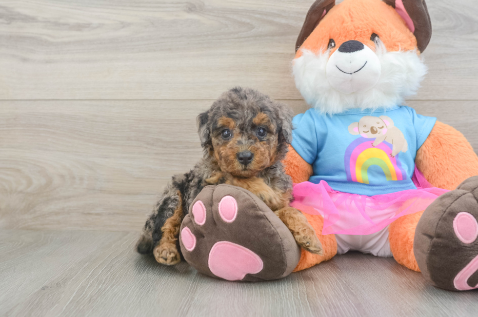 5 week old Mini Goldendoodle Puppy For Sale - Puppy Love PR